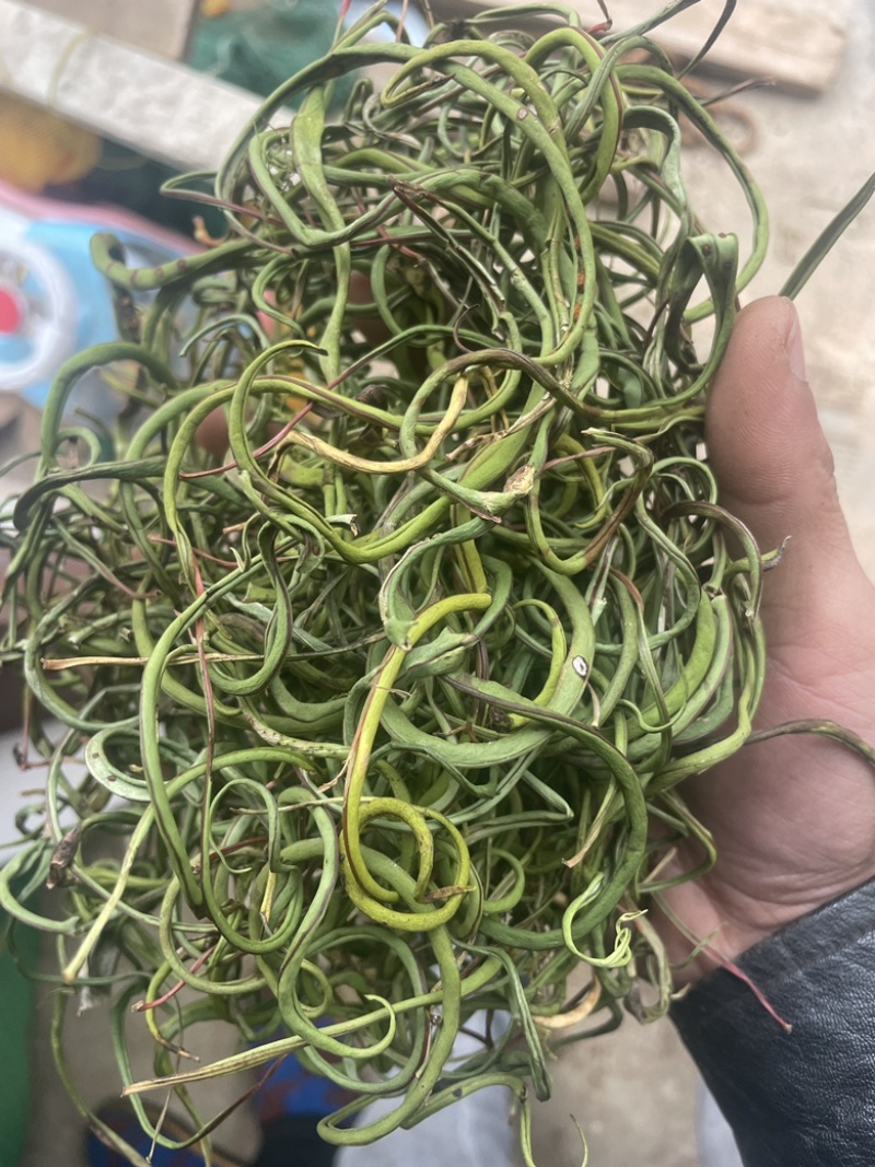 3200海拔小叶化石草