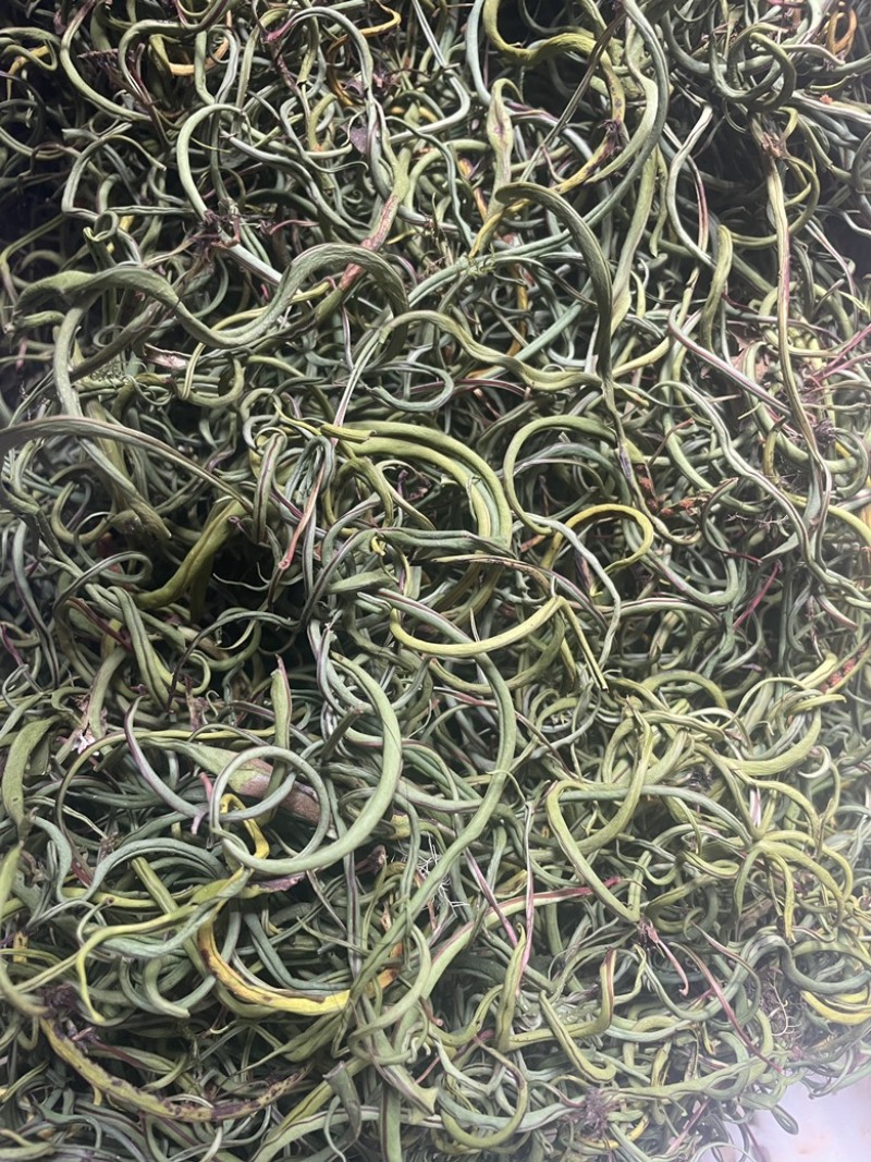 3200海拔小叶化石草