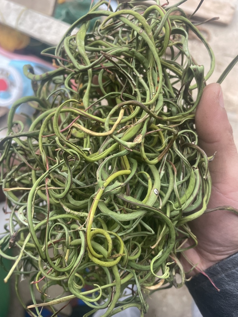 3200海拔小叶化石草