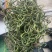 3200海拔小叶化石草
