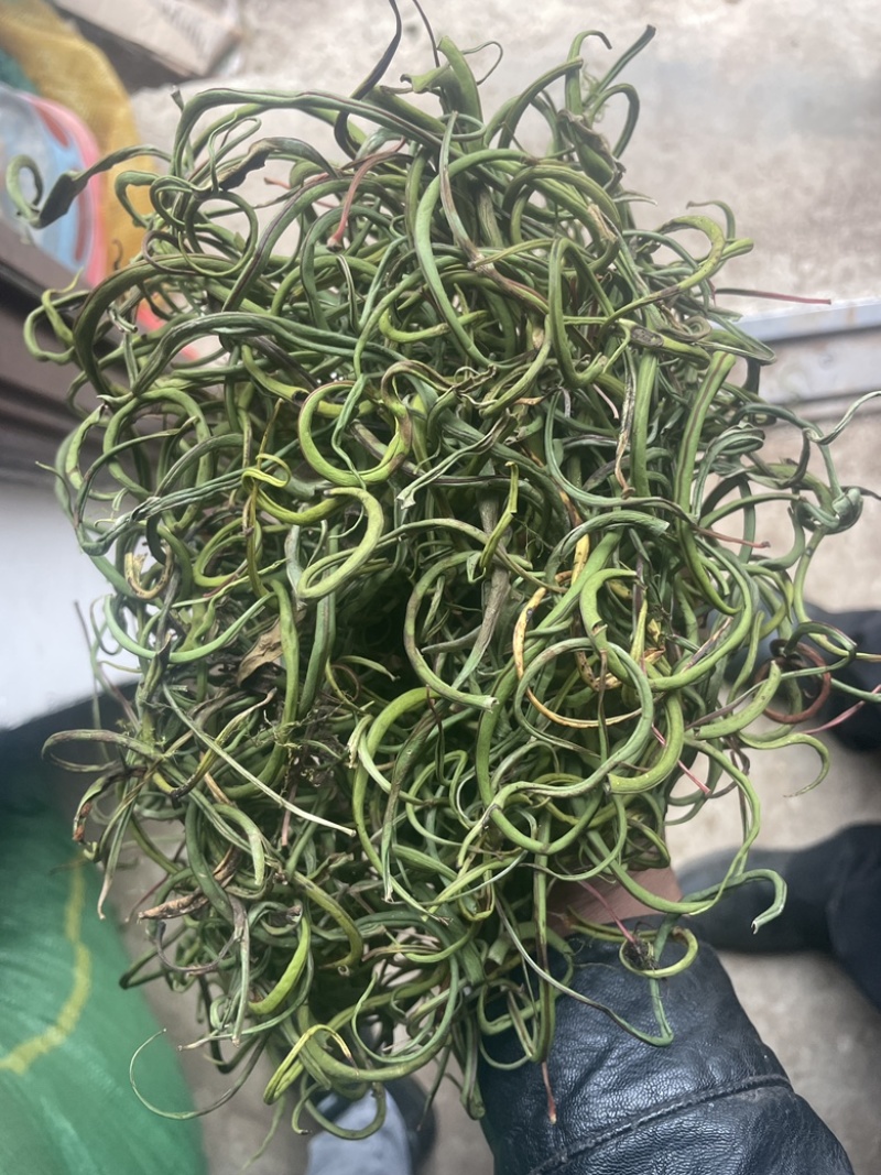 3200海拔小叶化石草