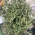 3200海拔小叶化石草