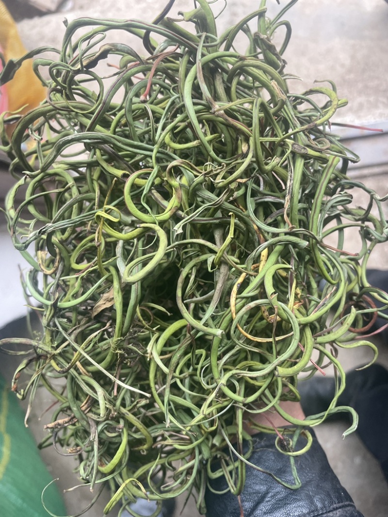 3200海拔小叶化石草