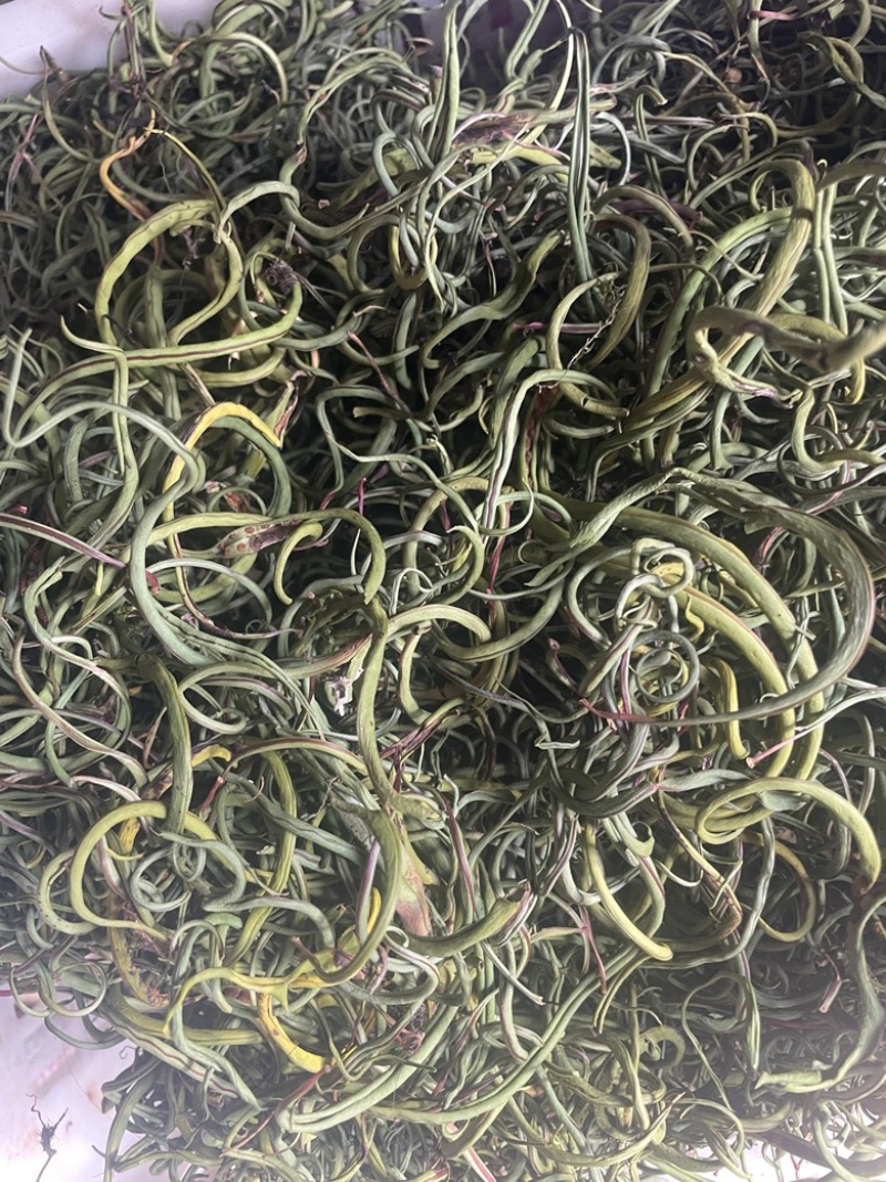 3200海拔小叶化石草