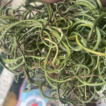 3200海拔小叶化石草