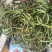3200海拔小叶化石草