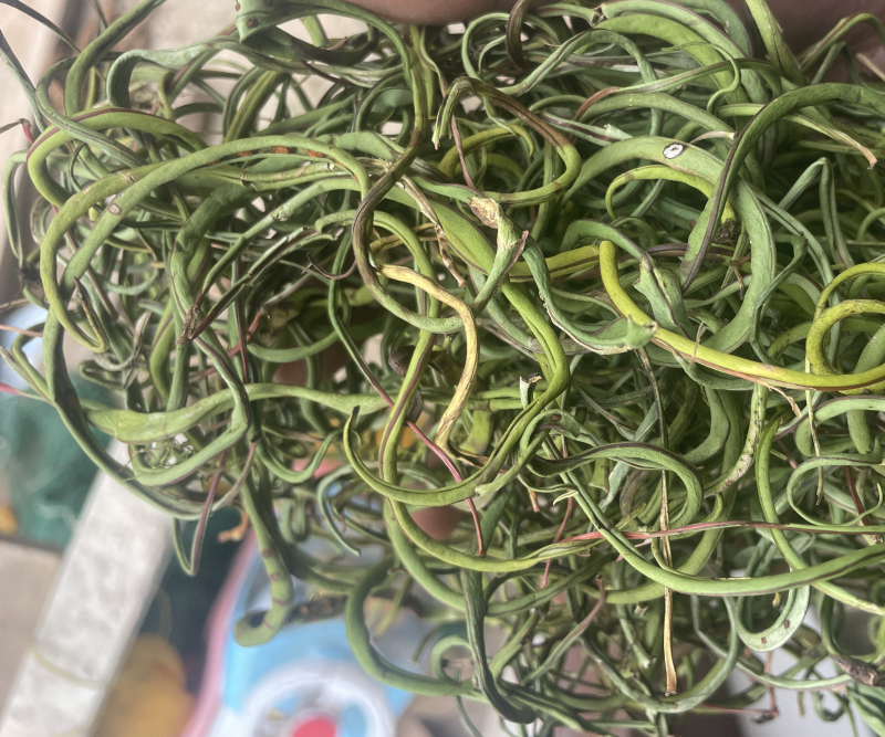 3200海拔小叶化石草