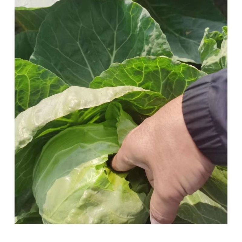 韩绿甜松水果甘蓝种子外球绿甘甜黄芯阳台蔬菜种前期松软