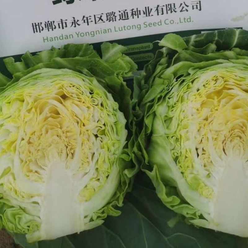 韩绿甜松水果甘蓝种子外球绿甘甜黄芯阳台蔬菜种前期松软