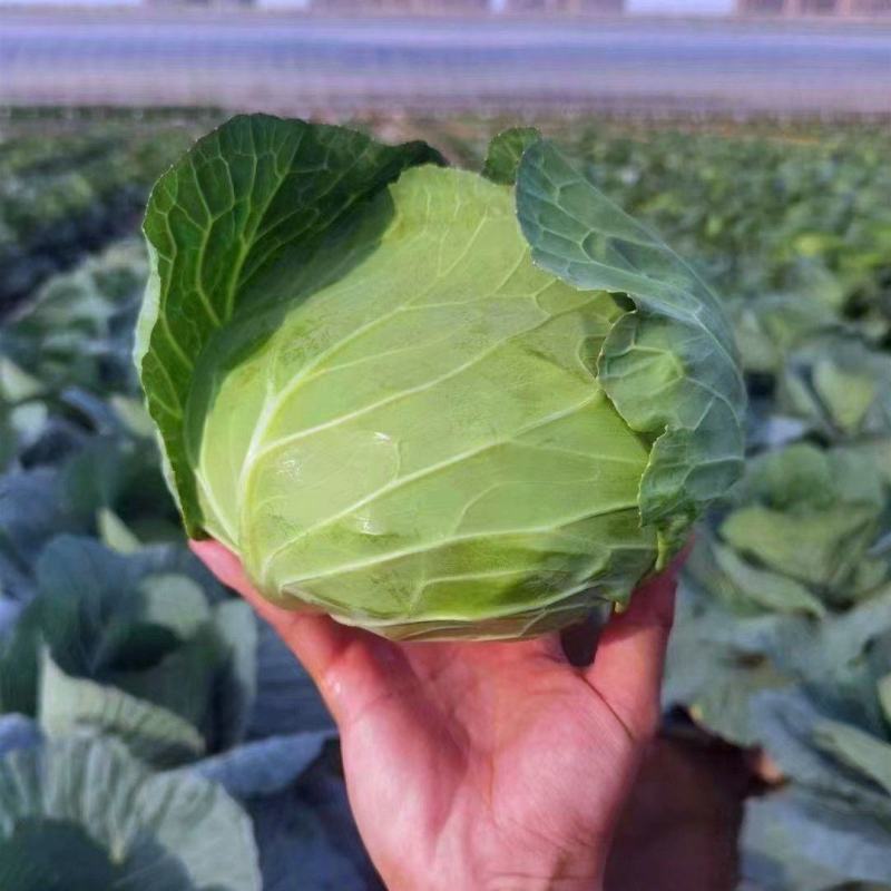 豫艺水果甘蓝种子甜脆莲花白种子甘兰种籽包心菜卷心菜扁包菜
