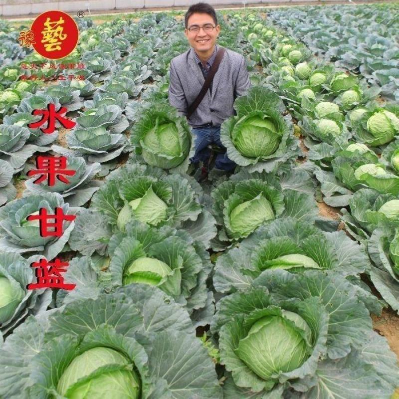 豫艺水果甘蓝种子甜脆莲花白种子甘兰种籽包心菜卷心菜扁包菜