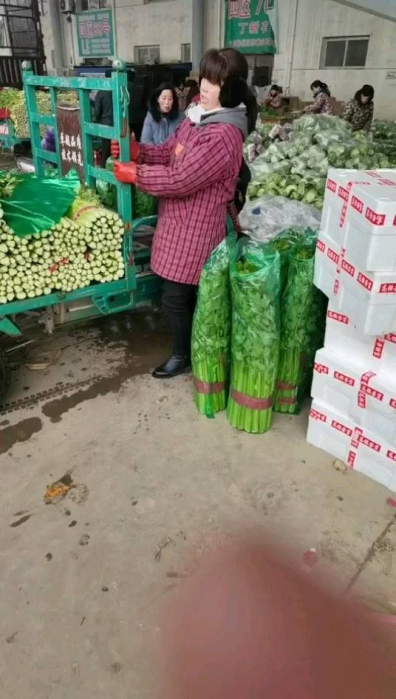 精品大棚芹菜大量有货上货量大，供应各种蔬菜市场超市质量好