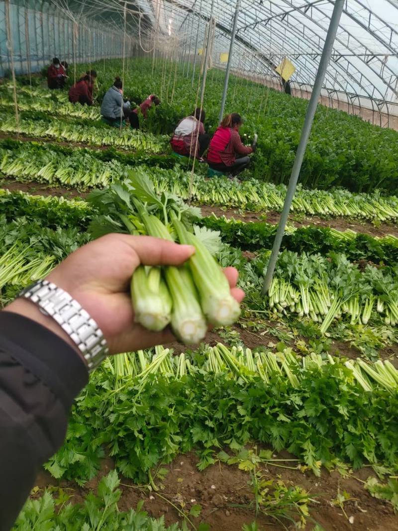精品大棚芹菜大量有货上货量大，供应各种蔬菜市场超市质量好