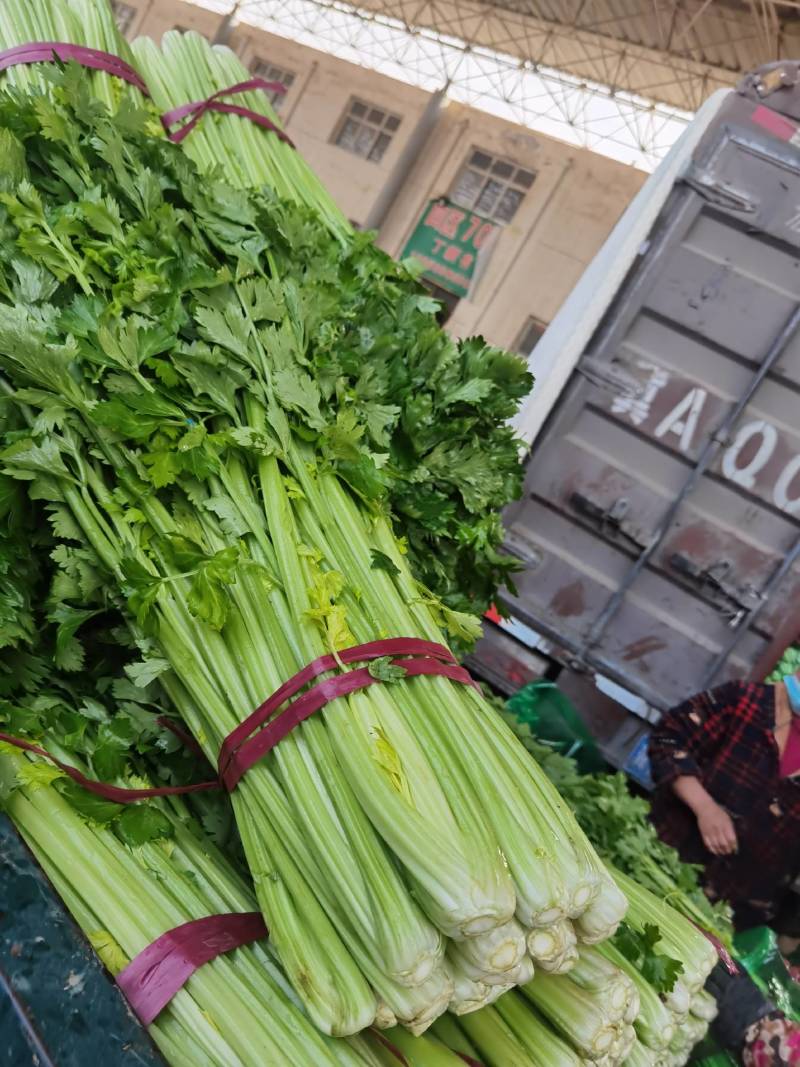 精品大棚芹菜大量有货上货量大，供应各种蔬菜市场超市质量好