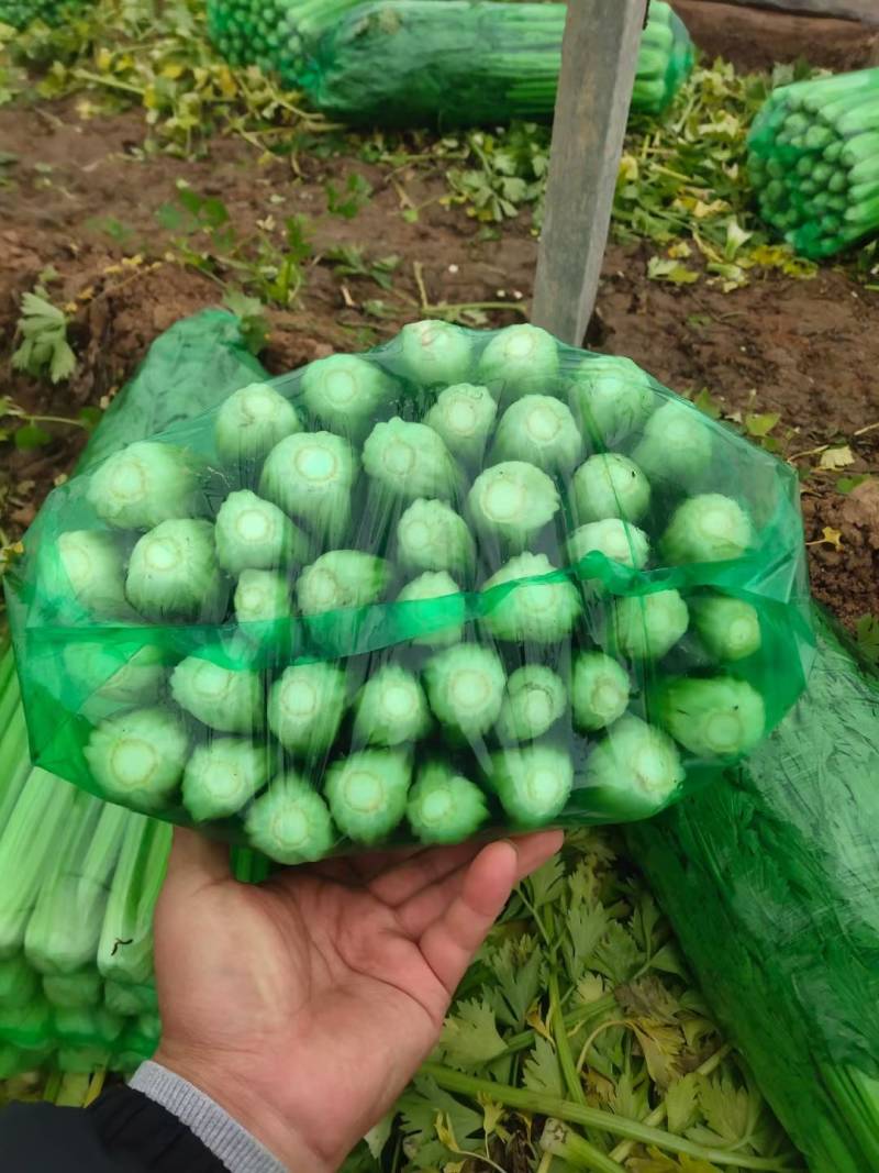 精品大棚芹菜大量有货上货量大，供应各种蔬菜市场超市质量好