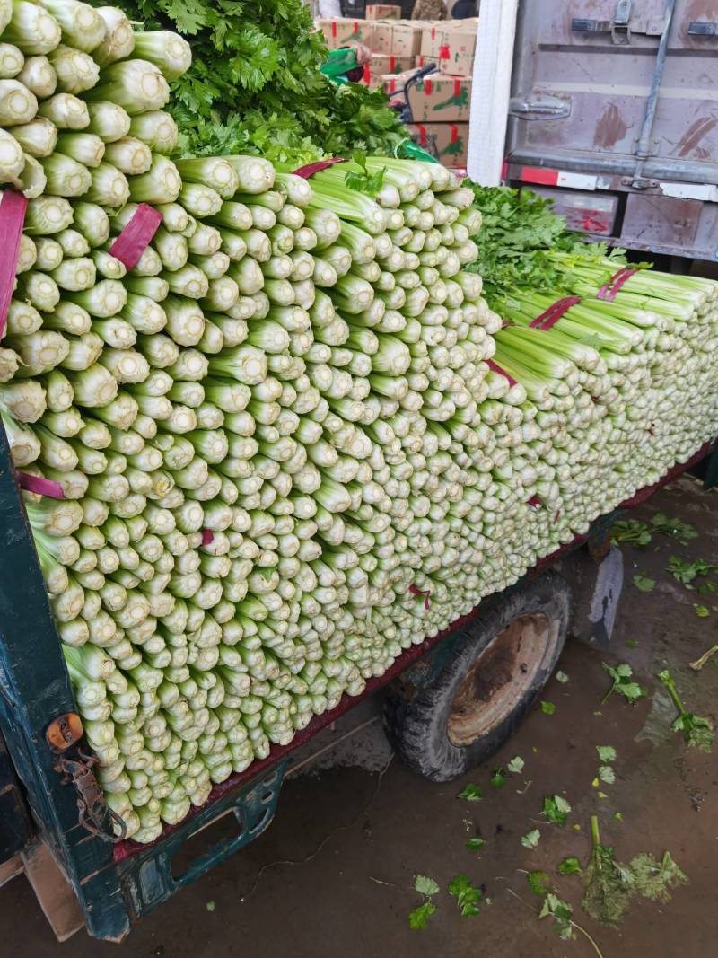 精品大棚芹菜大量有货上货量大，供应各种蔬菜市场超市质量好
