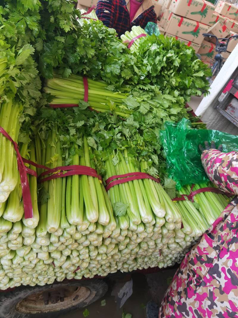 精品大棚芹菜大量有货上货量大，供应各种蔬菜市场超市质量好