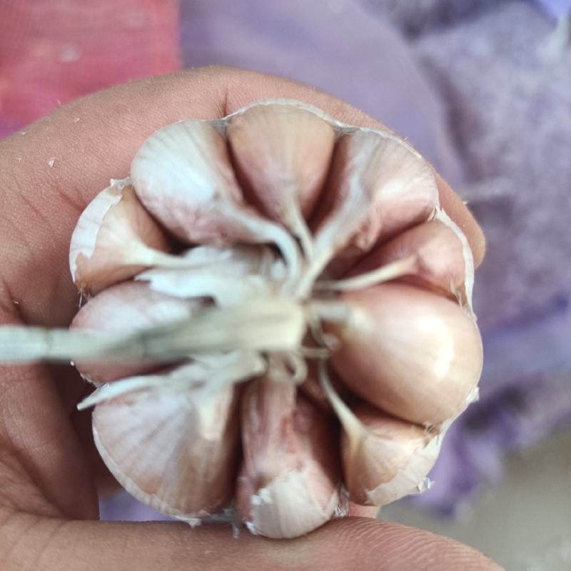 精品蒜黄种子，大蒜种子，品质特别好，可视频看货。