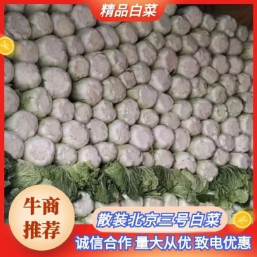 滕州北京新三号白菜净菜散装产地一手货源诚信经营欢迎来
