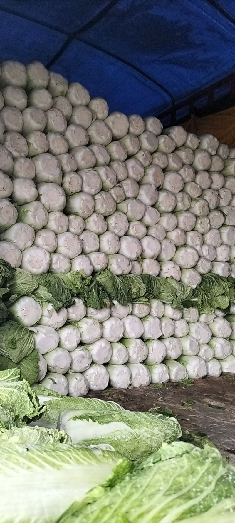 滕州北京新三号白菜净菜散装产地一手货源诚信经营欢迎来