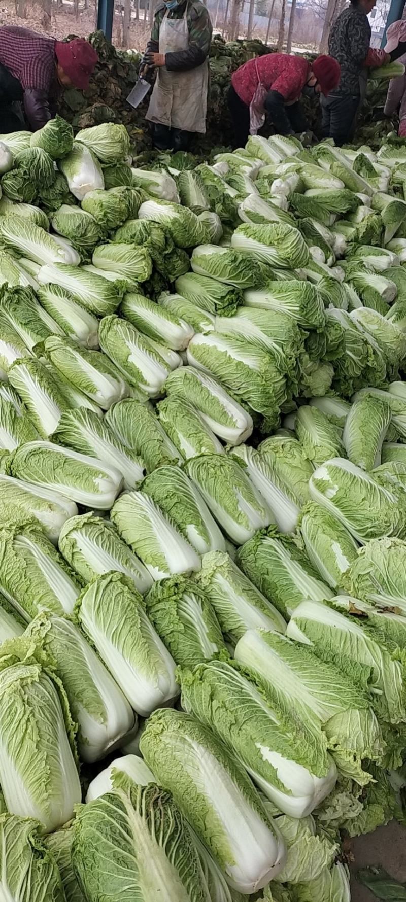 滕州北京新三号白菜净菜散装产地一手货源诚信经营欢迎来