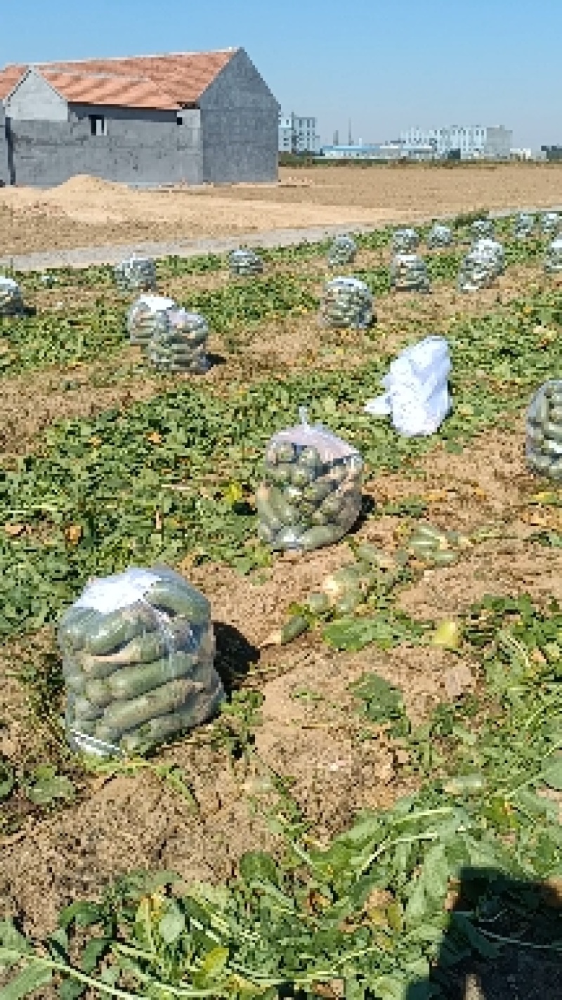 水果萝卜生吃脆甜可口潍坊水果萝卜沙窝萝卜一件代发社团整车