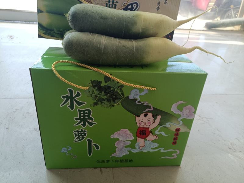 水果萝卜生吃脆甜可口潍坊水果萝卜沙窝萝卜一件代发社团整车