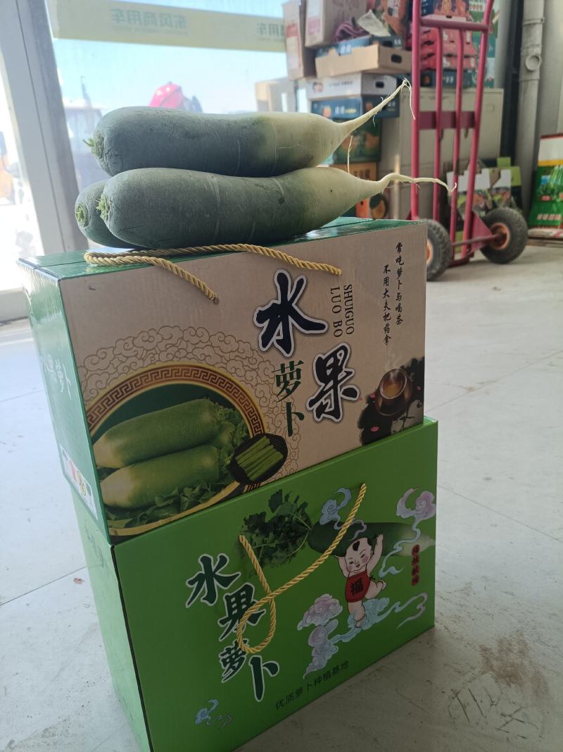 水果萝卜生吃脆甜可口潍坊水果萝卜沙窝萝卜一件代发社团整车