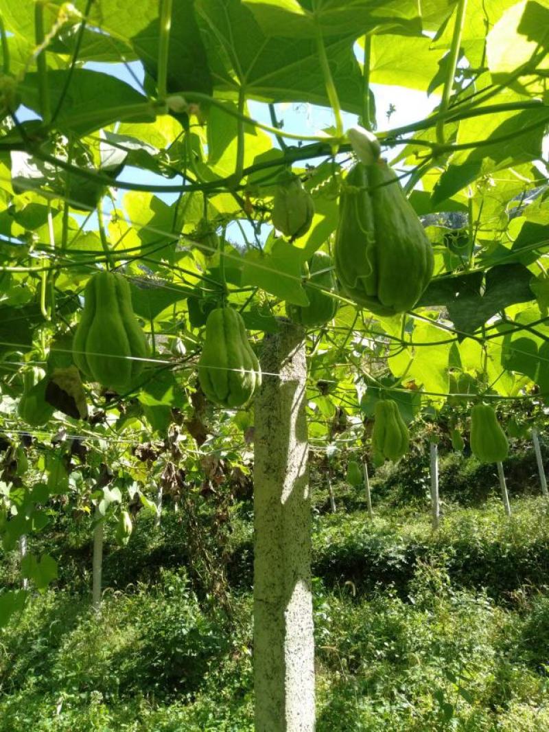 黔南佛手瓜一手货源直供