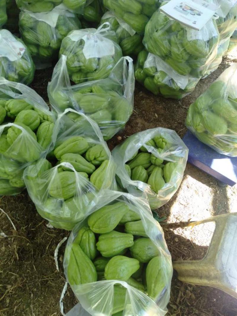 黔南佛手瓜一手货源直供