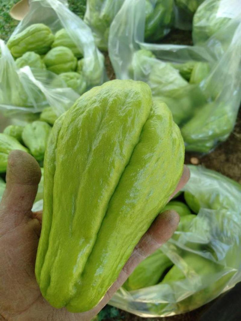 黔南佛手瓜一手货源直供