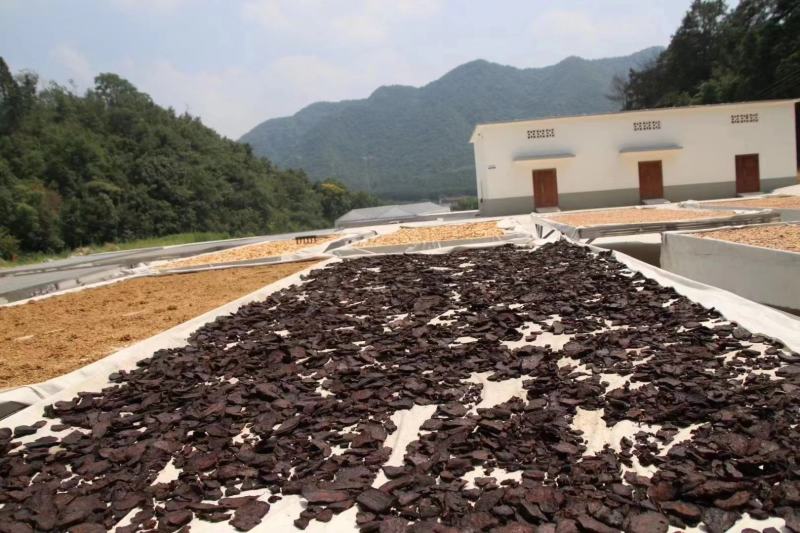 【厂家直发】九华山黄精茶九蒸九晒黄精茶品质佳无杂可零售可批