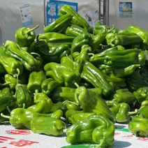 丑椒大量出售