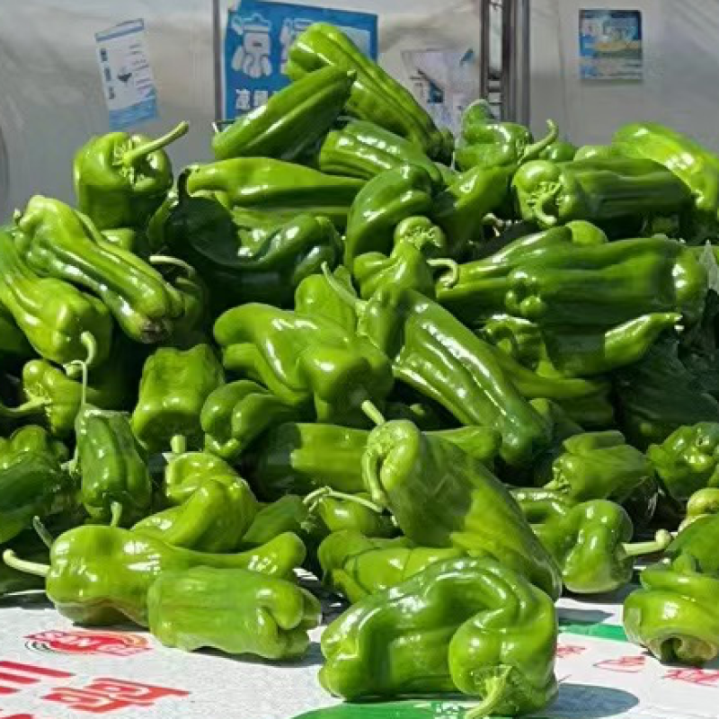 丑椒大量出售