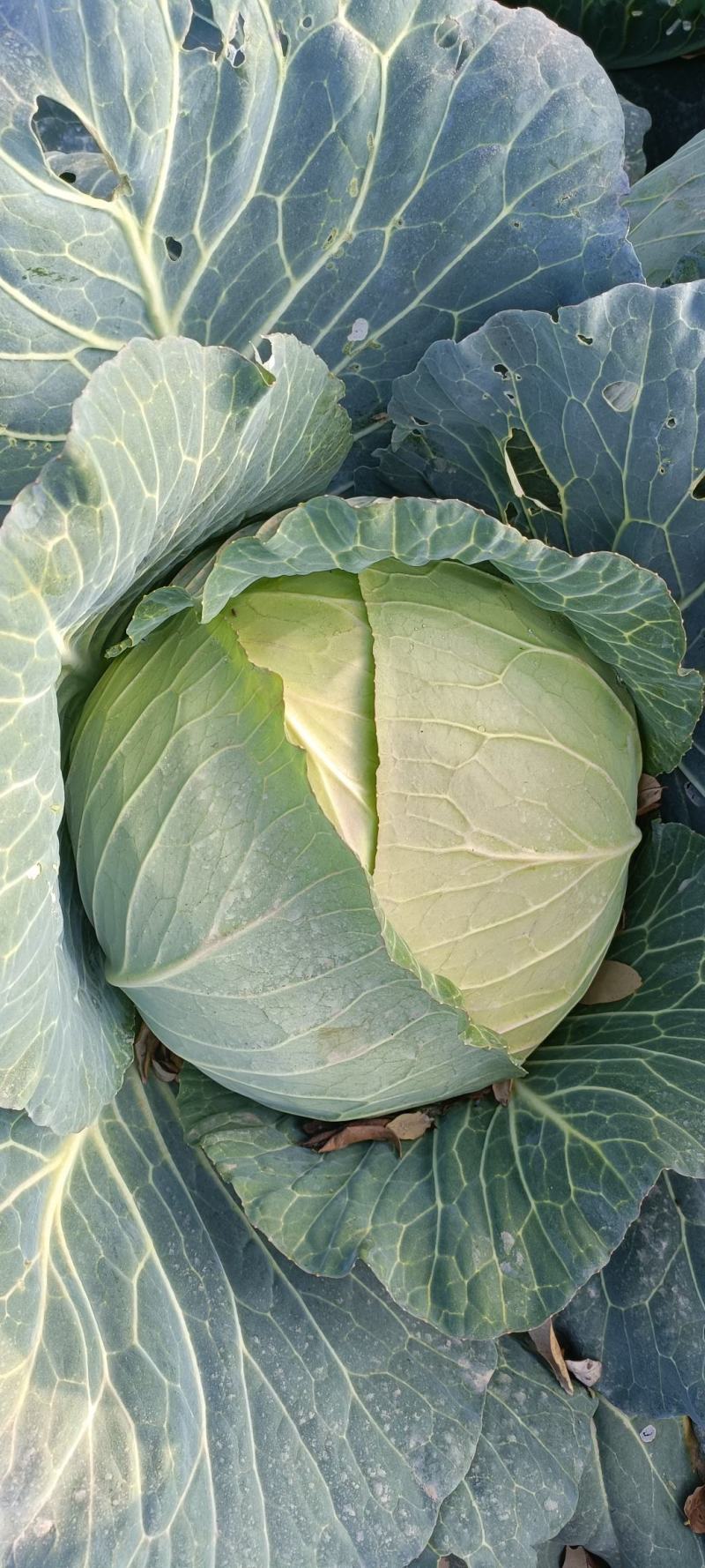 大量甘蓝供货中大量有货起货快交通方便质优价廉