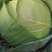大量甘蓝供货中大量有货起货快交通方便质优价廉