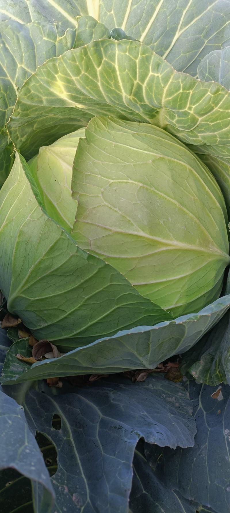 大量甘蓝供货中大量有货起货快交通方便质优价廉