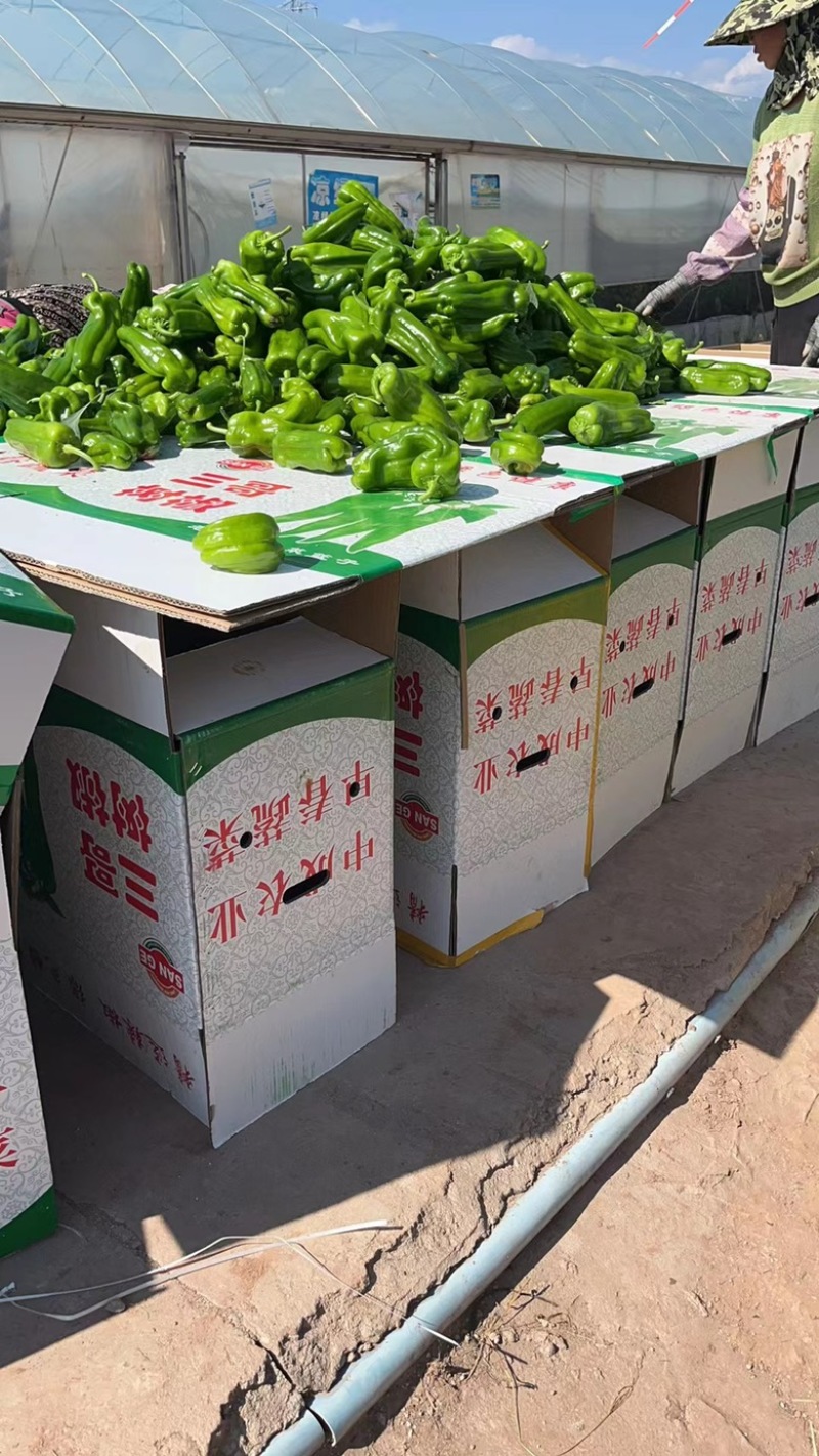 丑椒大量出售