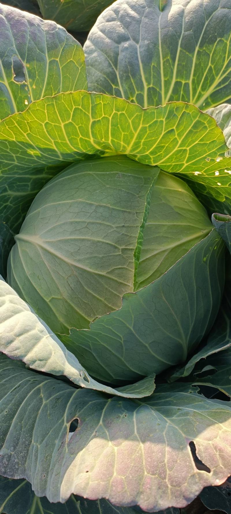 大量甘蓝供货中大量有货起货快交通方便质优价廉