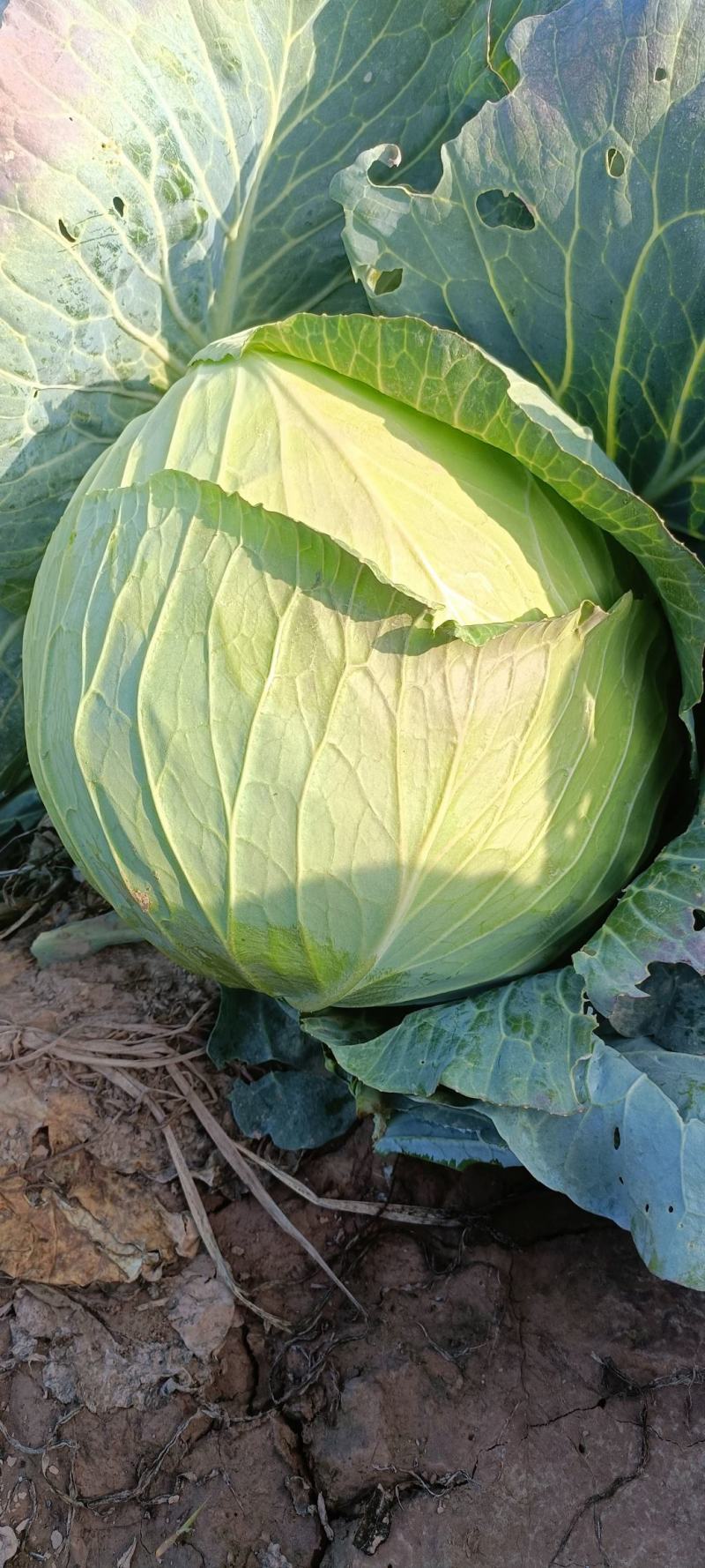 大量甘蓝供货中大量有货起货快交通方便质优价廉