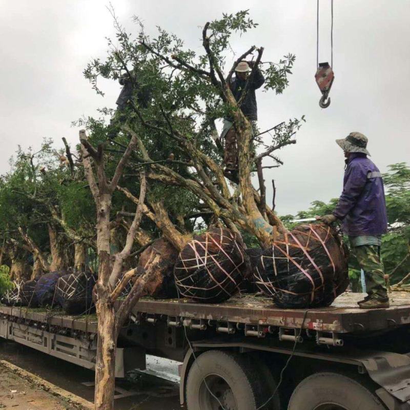 石榴树老桩石榴低价出售便宜处理老树移栽成活率高，土球精包