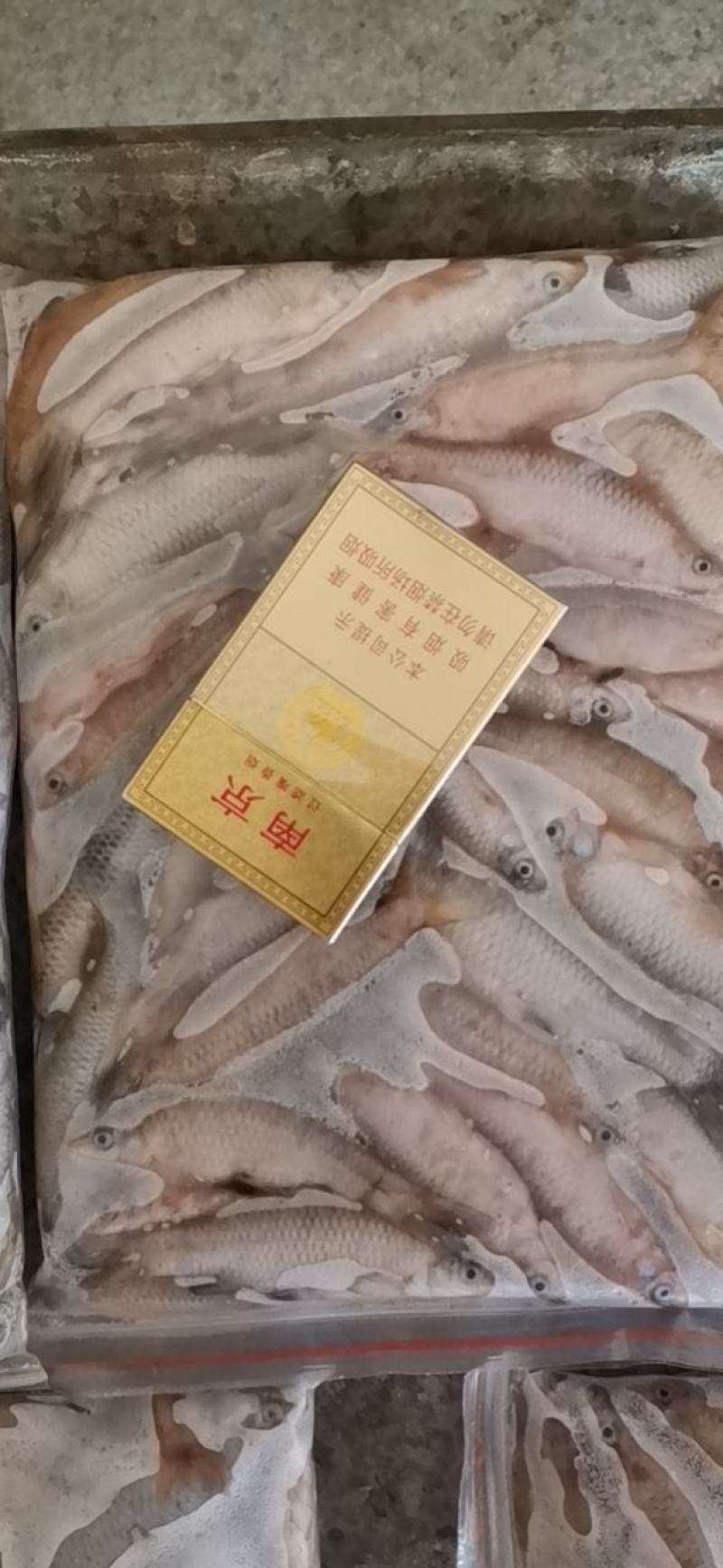 【推荐】开肚麦穗鱼麻鱼7-9公分，产地发货，质量保证