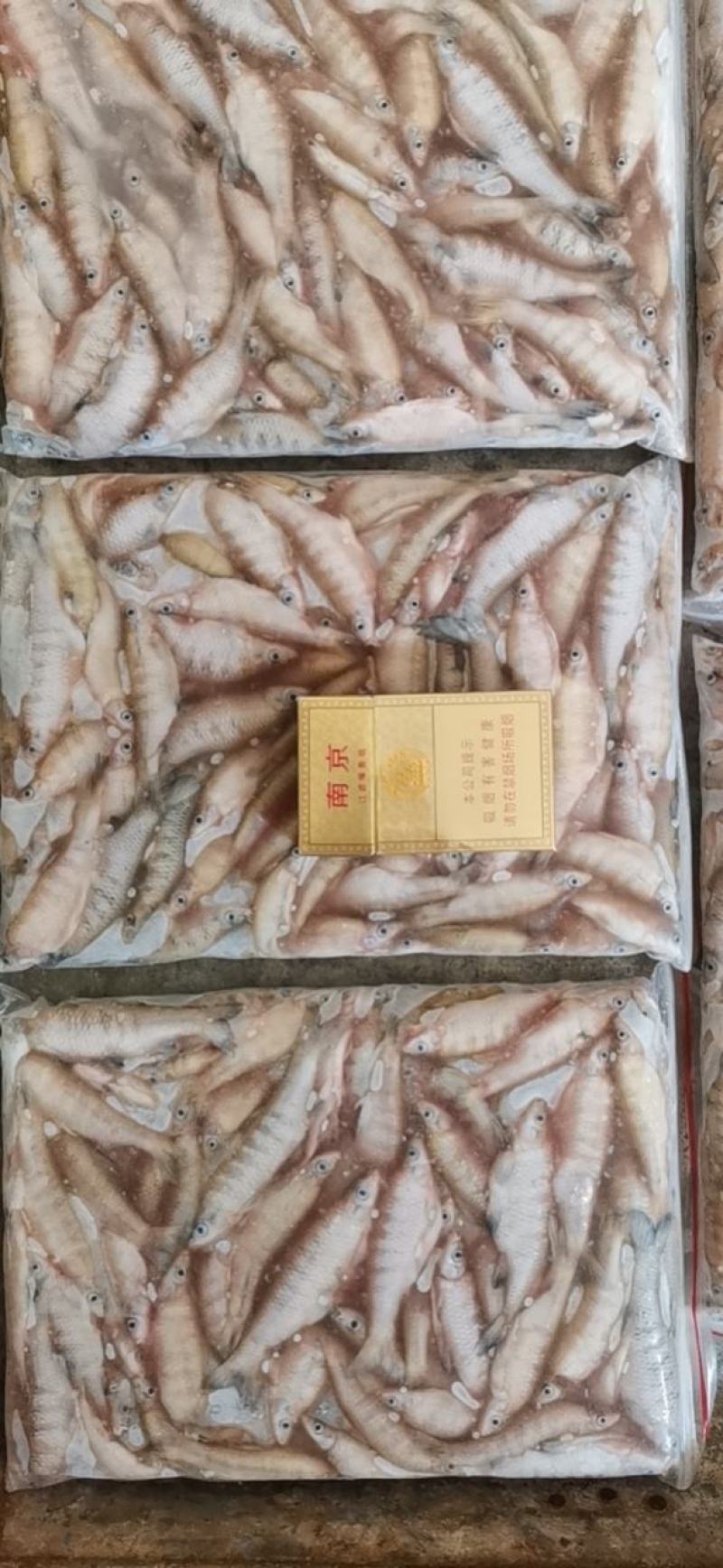 【推荐】开肚麦穗鱼麻鱼7-9公分，产地发货，质量保证