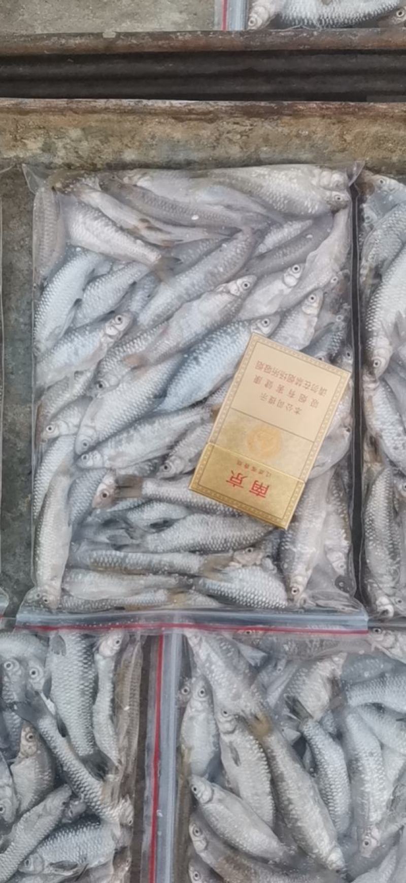 【推荐】开肚麦穗鱼麻鱼7-9公分，产地发货，质量保证