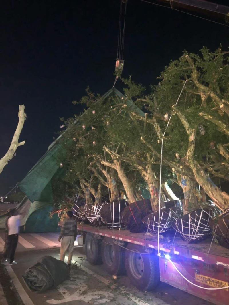 石榴树老桩石榴低价出售便宜处理老树移栽成活率高，土球精包