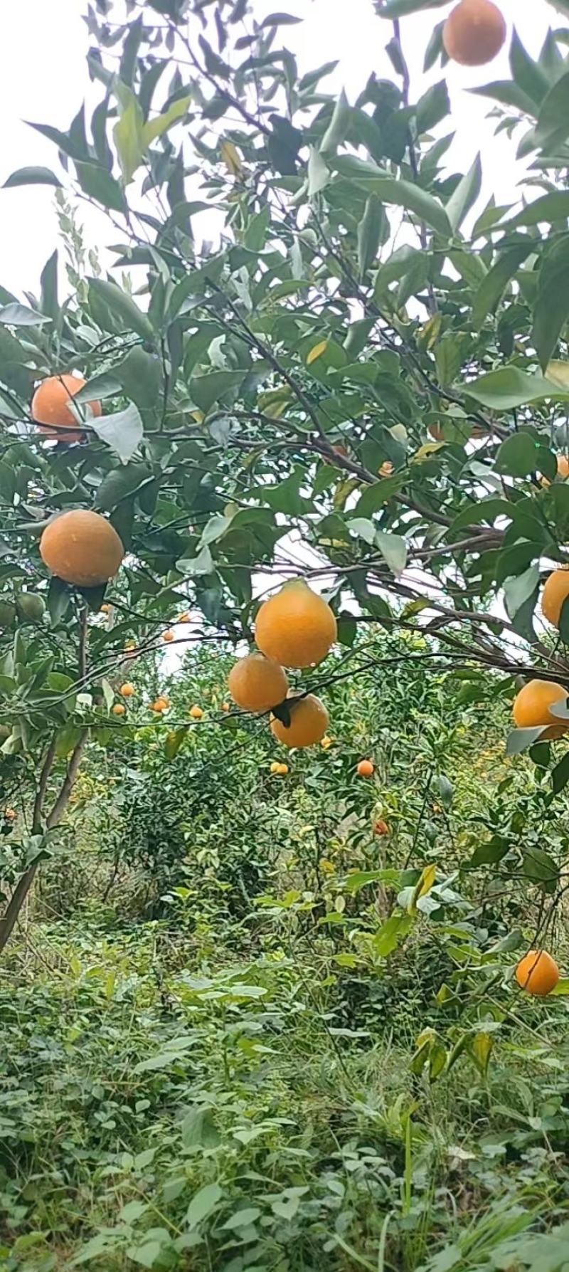 春见耙耙柑光果30w斤，打糖的，耙耙柑春见个头70起步