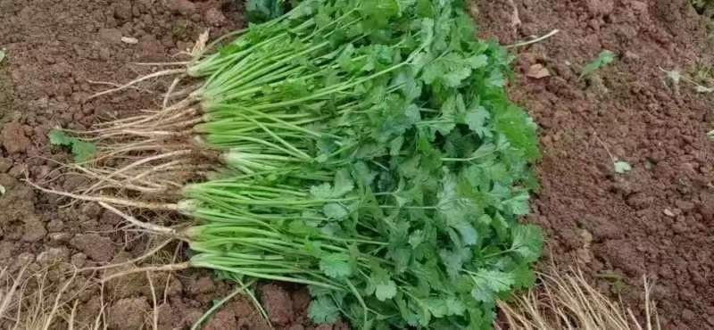 大叶香菜植株特写