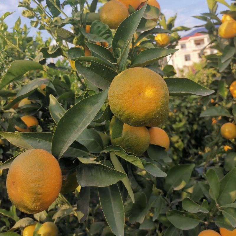 云南沃柑水分足