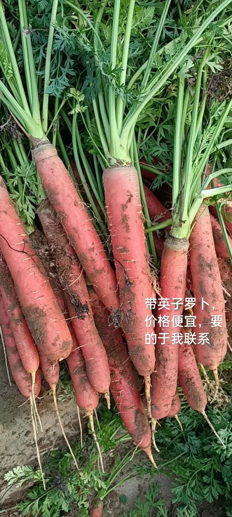 陕西渭南，大荔沙土地新鲜红罗卜已大量热卖中