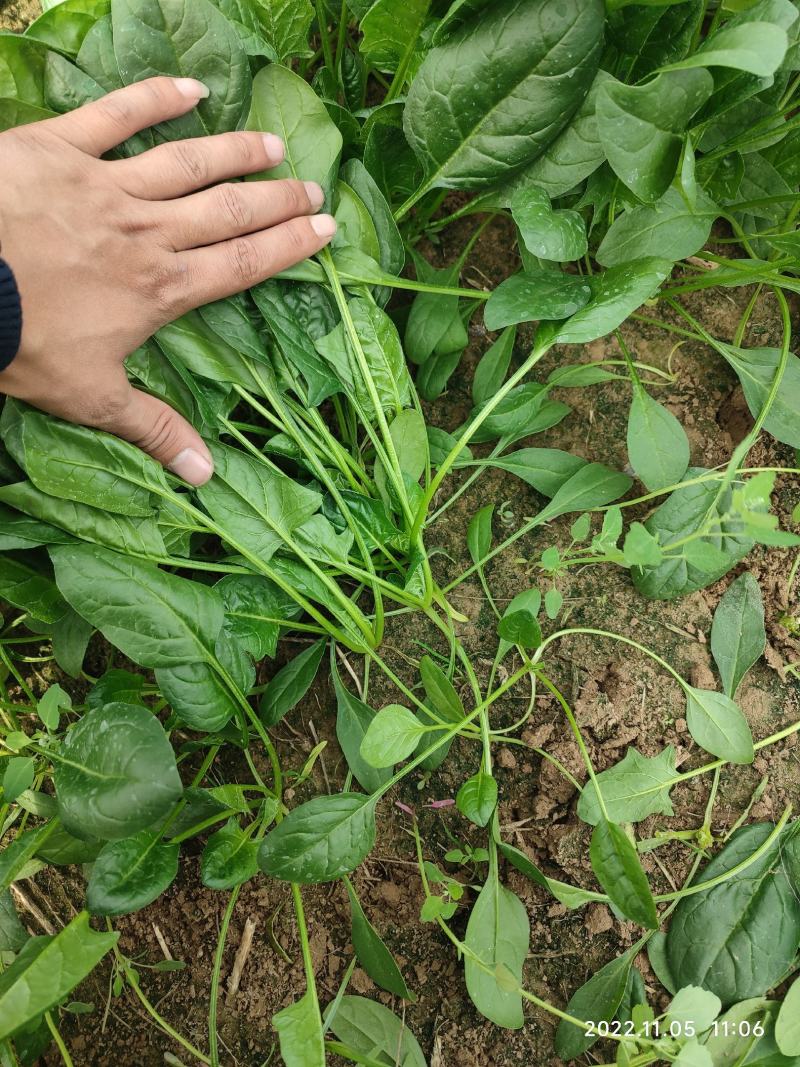 山东大棚精品菠菜基地直供全国代发欢迎来电咨询
